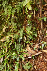 Entoloma albidosimulans