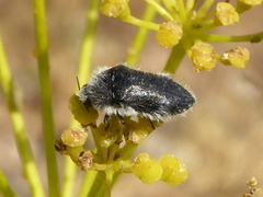 Acmaeoderella lanuginosa