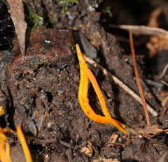 Clavulinopsis sulcata