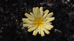 Anisocoma acaulis