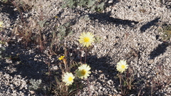 Anisocoma acaulis