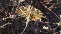Anisocoma acaulis