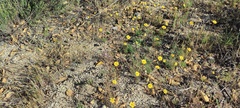 Gilia diegensis