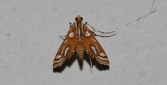 Malickyella lobophoralis