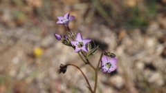 Gilia diegensis