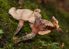 Armillaria hinnulea