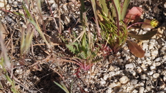 Gilia diegensis