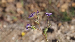 Gilia diegensis