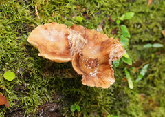 Armillaria hinnulea