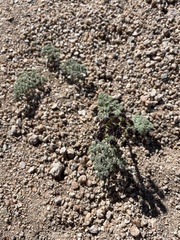 Lomatium mohavense
