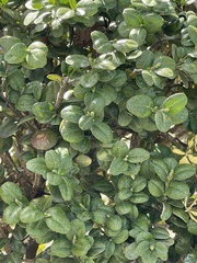 Buxus sempervirens