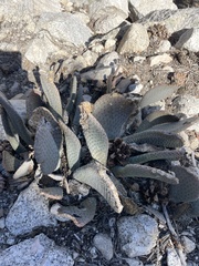 Opuntia basilaris