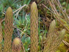 Phlegmariurus crassus