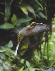Phaethornis syrmatophorus