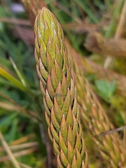 Phlegmariurus crassus