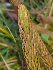 Phlegmariurus crassus