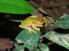 Dendropsophus arndti