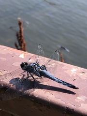 Orthetrum melania