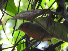Cercomacroides