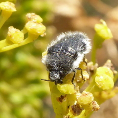 Acmaeoderella lanuginosa