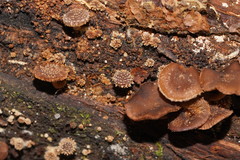 Psathyrella echinata