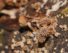 Psathyrella echinata