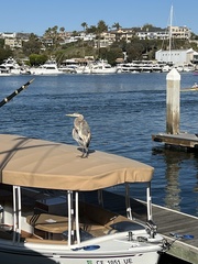 Ardea herodias
