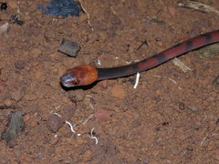 Siphlophis compressus