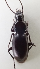 Pterostichus miscellus