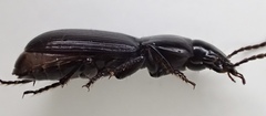 Pterostichus miscellus