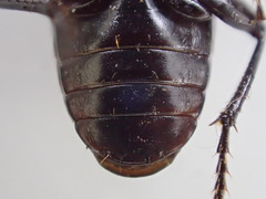 Pterostichus miscellus