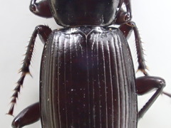 Pterostichus miscellus
