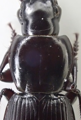 Pterostichus miscellus