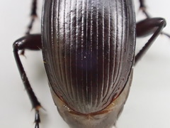 Pterostichus miscellus
