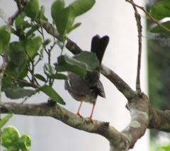 Turdus aurantius