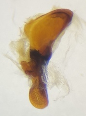 Pterostichus miscellus