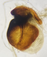 Pterostichus miscellus