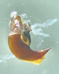 Pterostichus miscellus