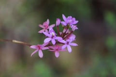 Epidendrum ackermanii
