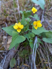 Viola lobata integrifolia