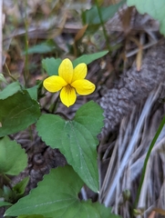 Viola lobata integrifolia