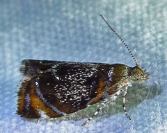 Prochoreutis inflatella