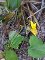 Viola lobata integrifolia