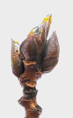 Populus suaveolens