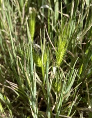 Hordeum marinum