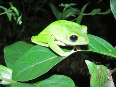 Phyllomedusa camba