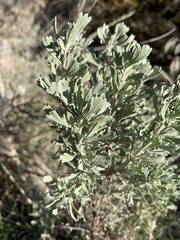 Artemisia tripartita