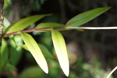 Epidendrum ackermanii