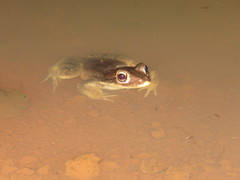 Leptodactylus vastus