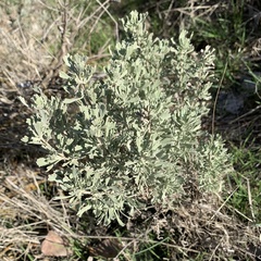 Artemisia tripartita